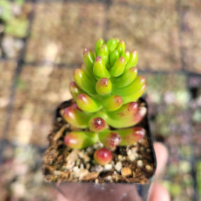 Sedum rubrotinctum Jelly Bean