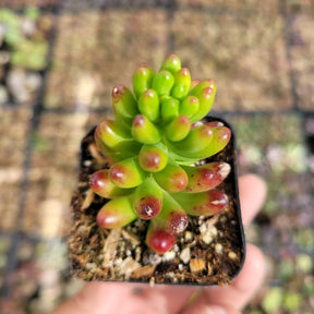 Sedum rubrotinctum Jelly Bean