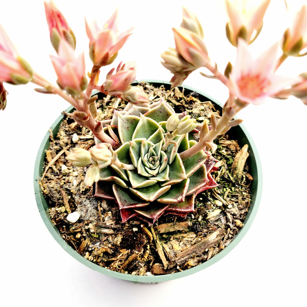 Graptopetalum bellum - Succulents Depot