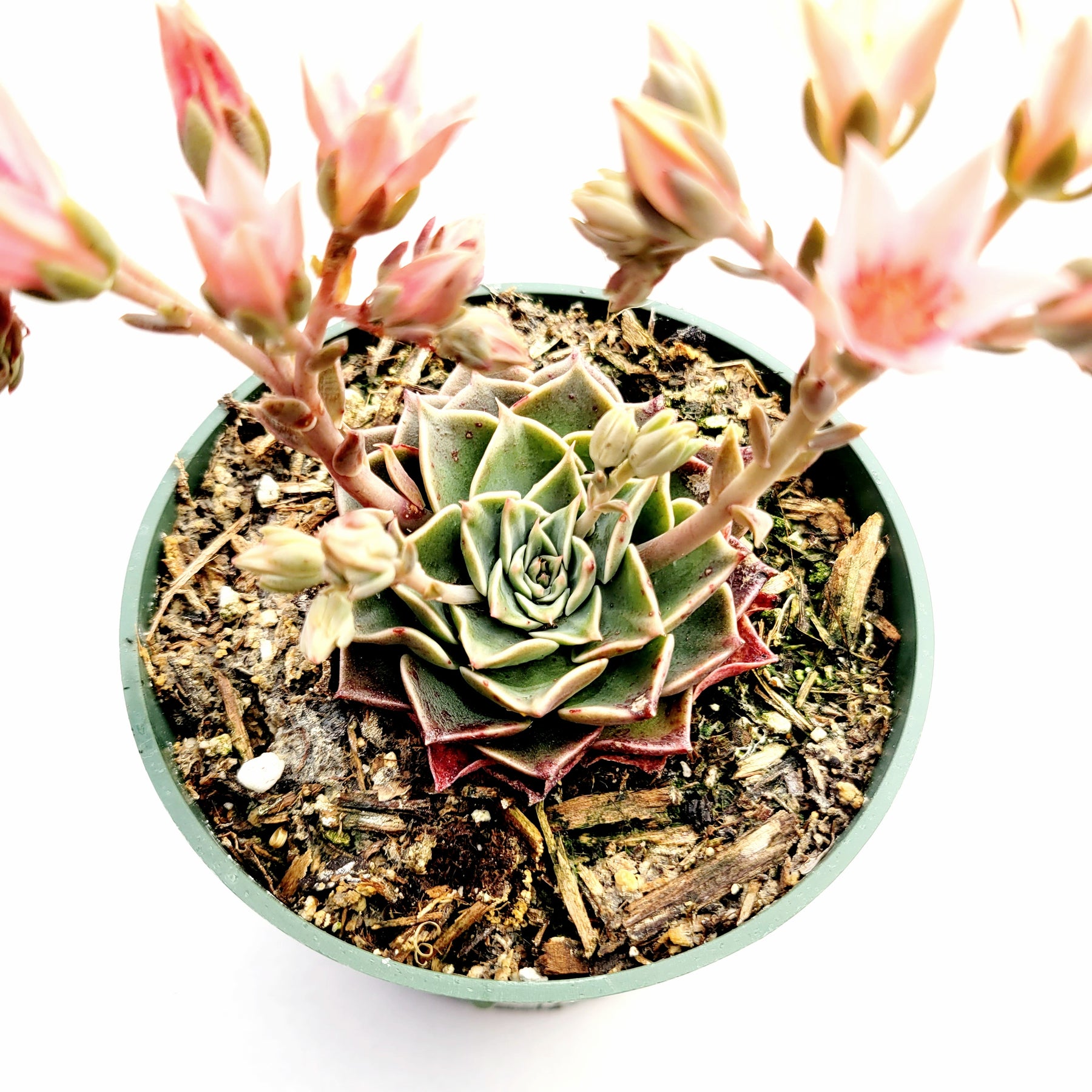 graptopetalum bellum succulent plants Graptopetalum bellum -