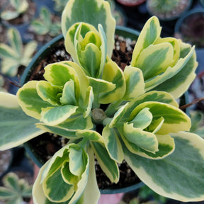 Sedum alboroseum 'Mediovariegatum' Variegated - Succulents Depot