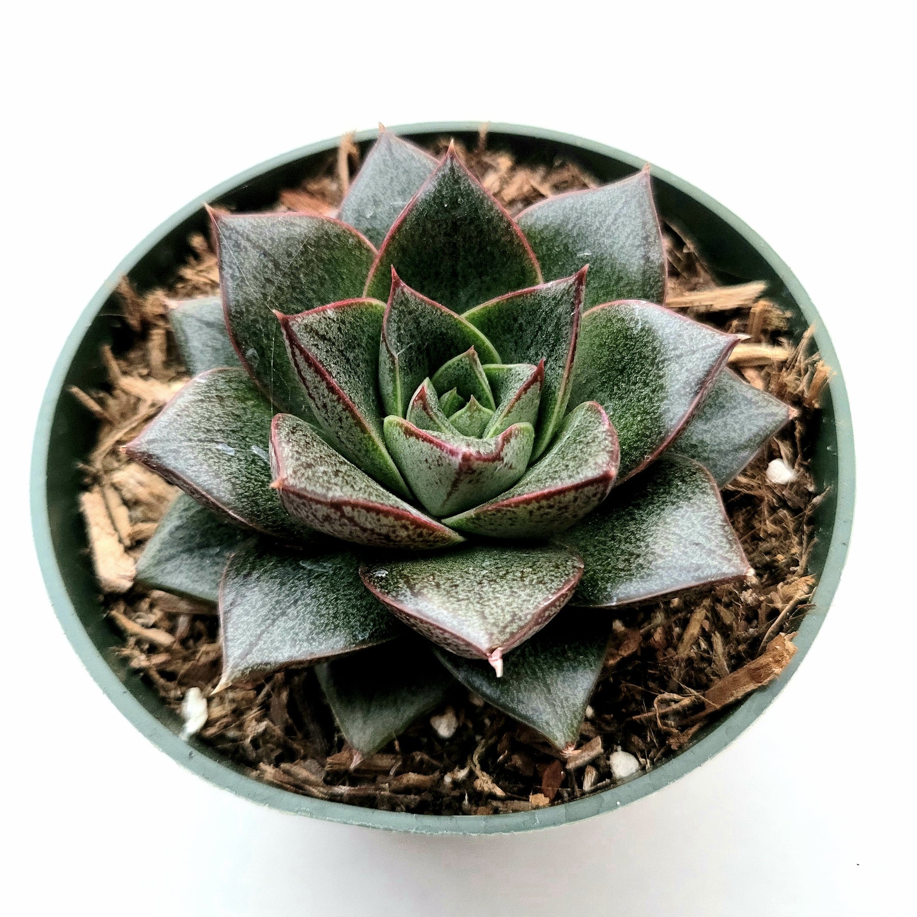 purpusorum succulent Echeveria purpusorum -