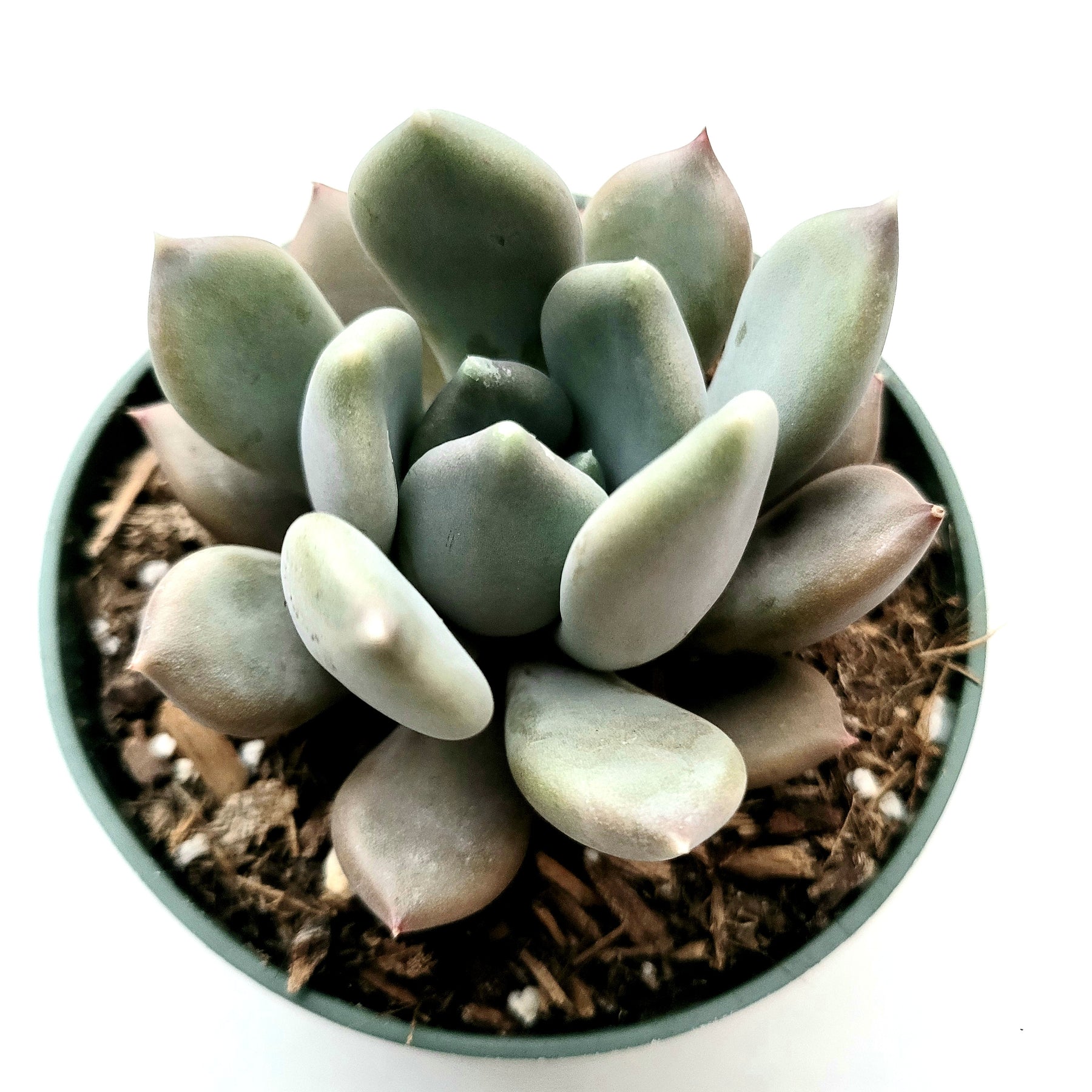 draco succulent Pachyveria 'Draco'