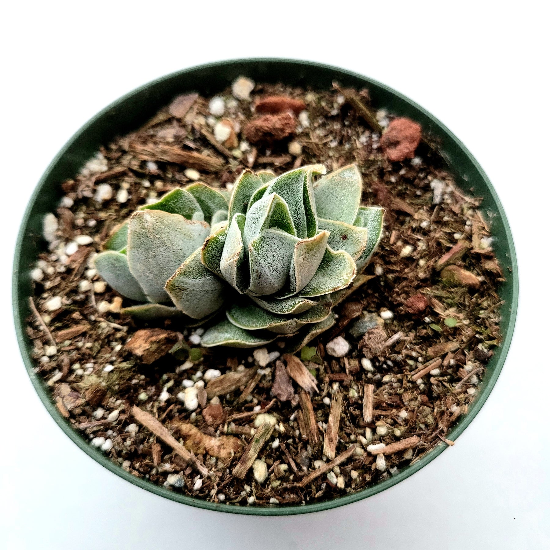 pangolin succulent Crassula 'Pangolin' -