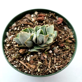 Crassula 'Pangolin'