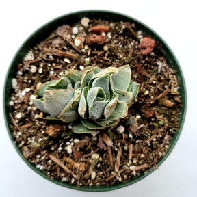 Crassula 'Pangolin'