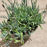 Senecio radicans Hybrid 'Fish Hooks' - Succulents Depot