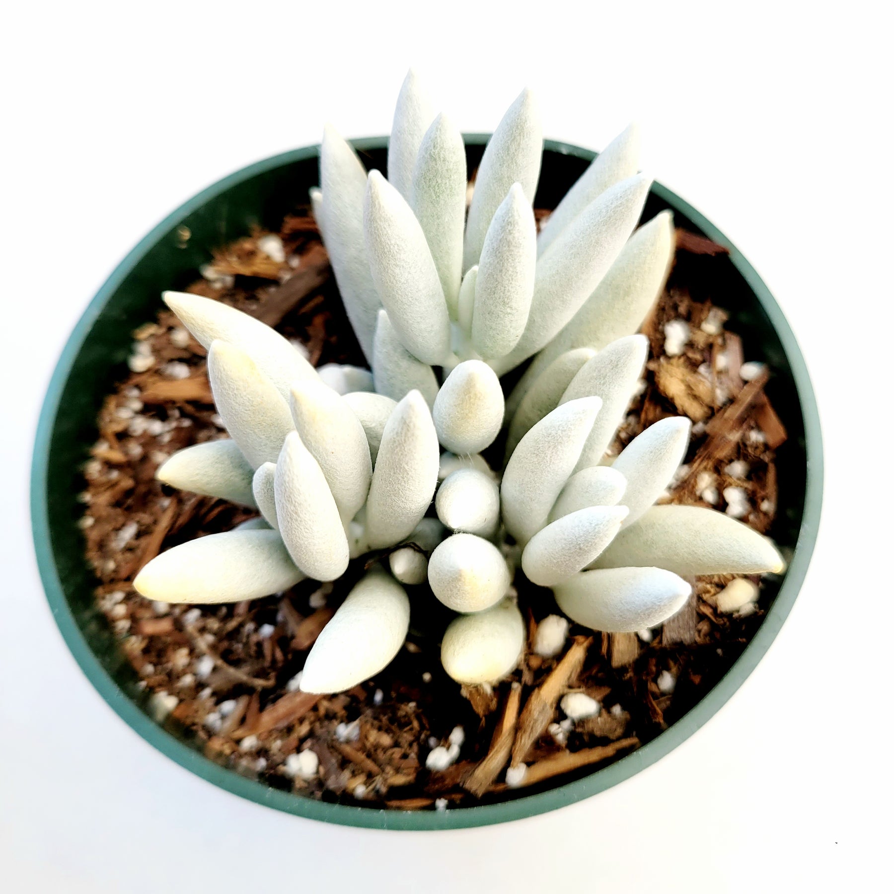 cocoon succulent care Senecio haworthii 'Cocoon Plant'