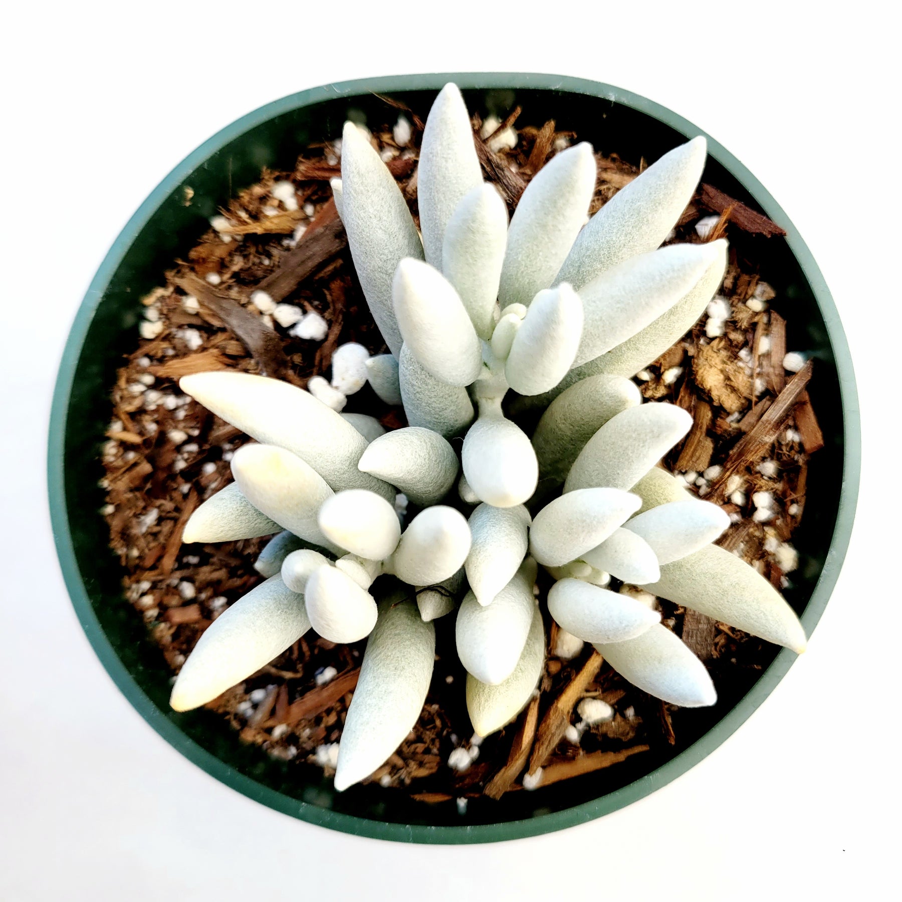 Senecio haworthii 'Cocoon plant'