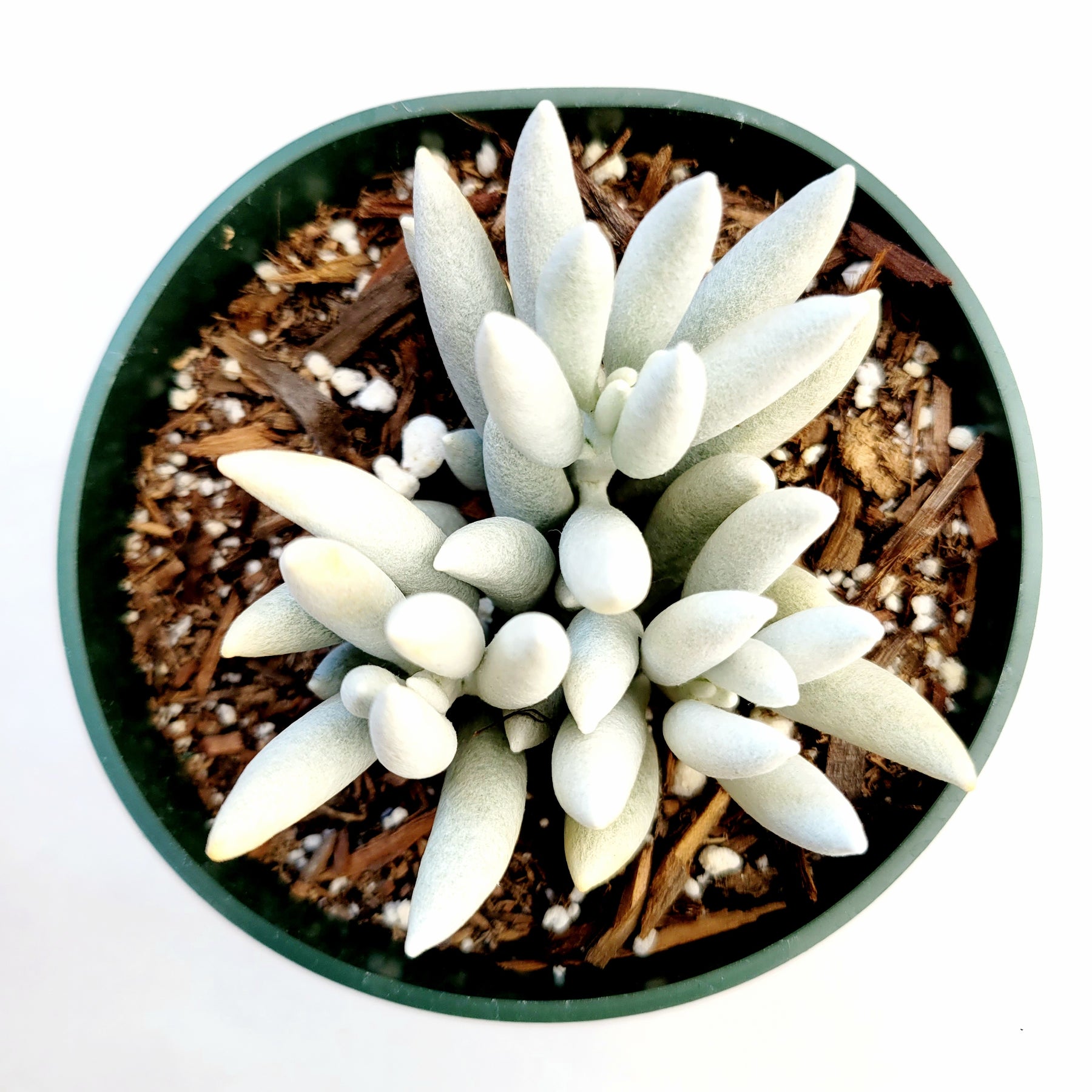 white senecio succulent Senecio haworthii 'Cocoon Plant'