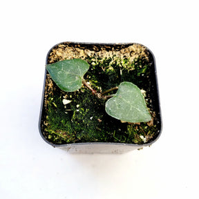 Ceropegia woodii String of Hearts "Orange River"