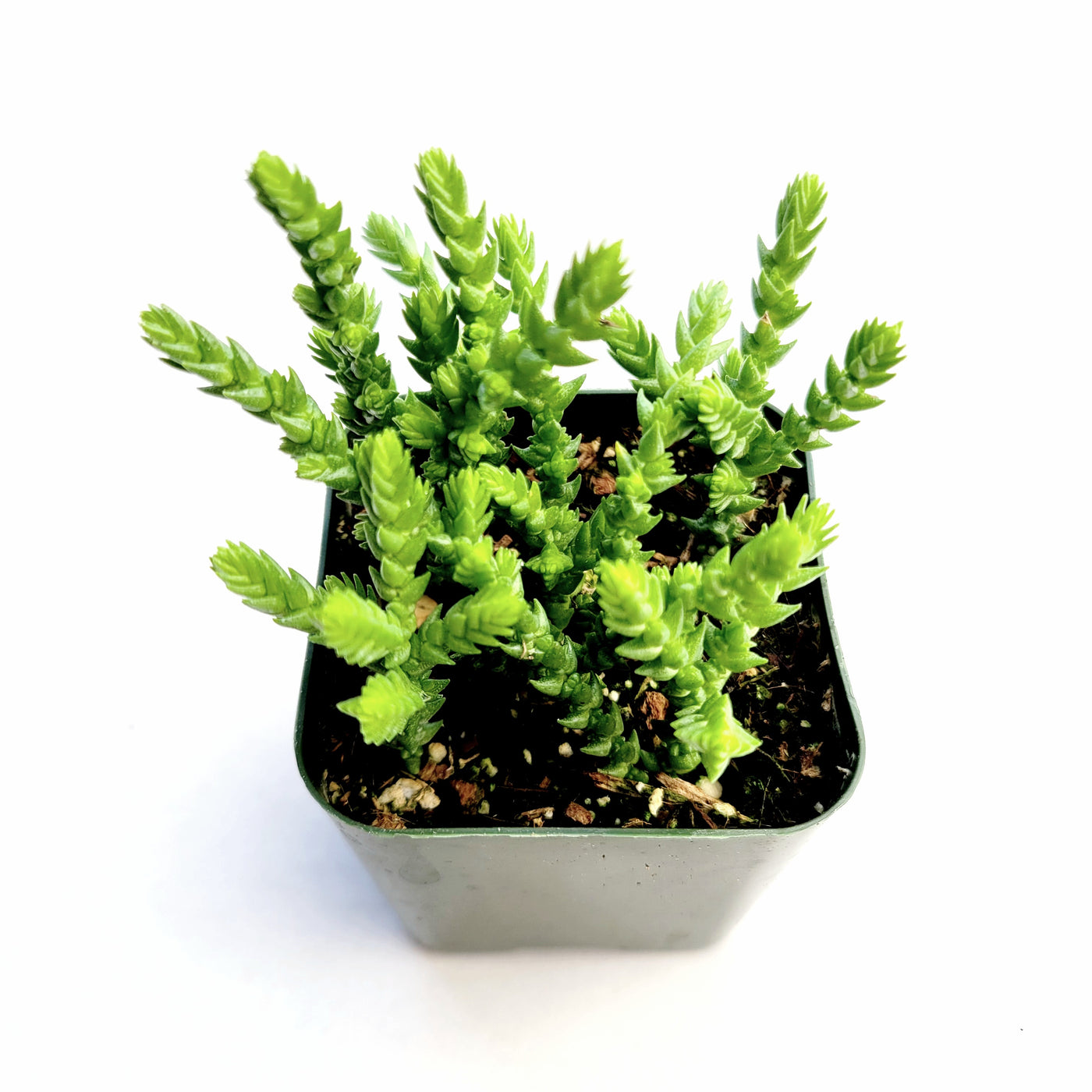 Crassula muscosa 'Watch Chain' in square nursery pot.