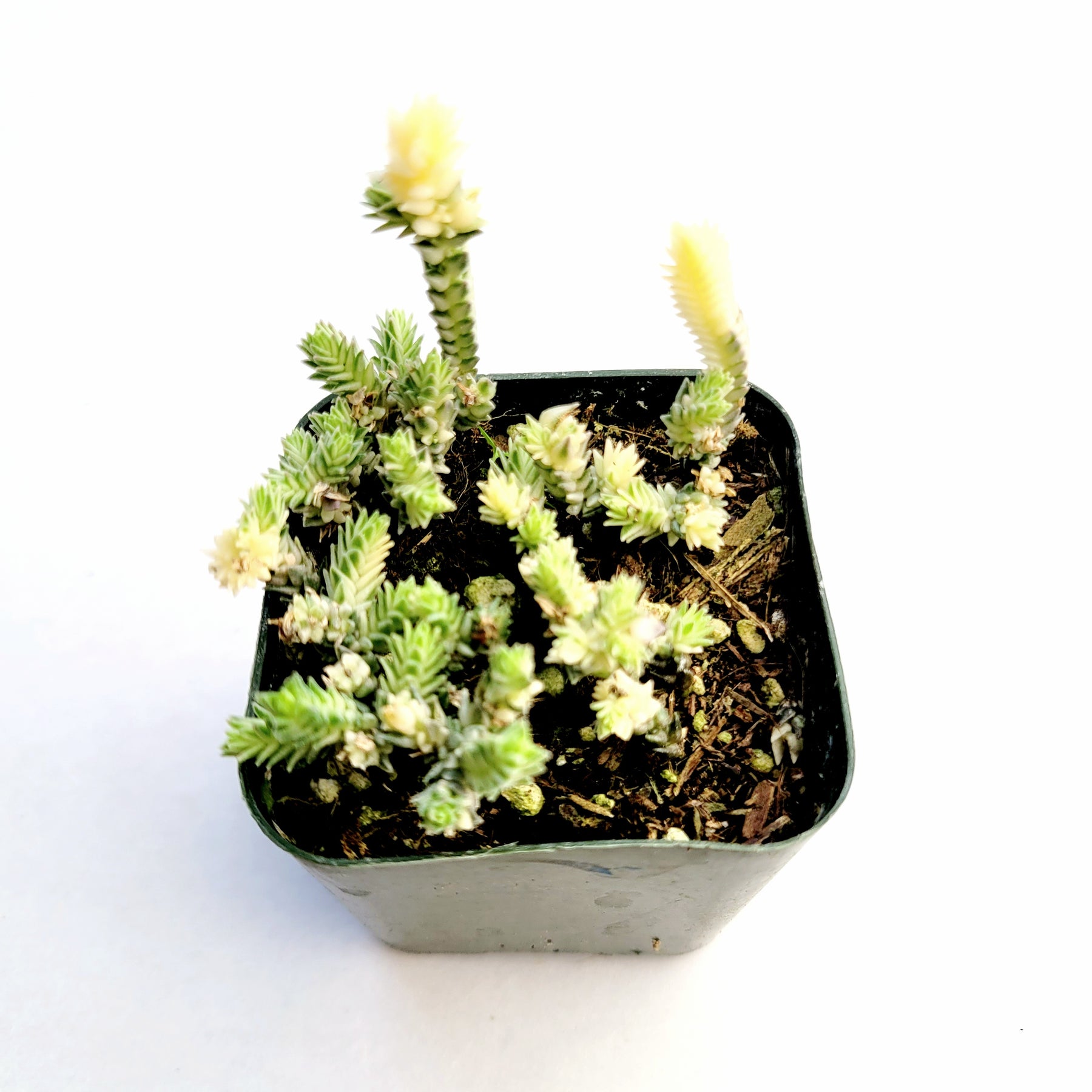 watch chain succulent turning yellow Crassula muscosa f. variegata 'Watch Chain'