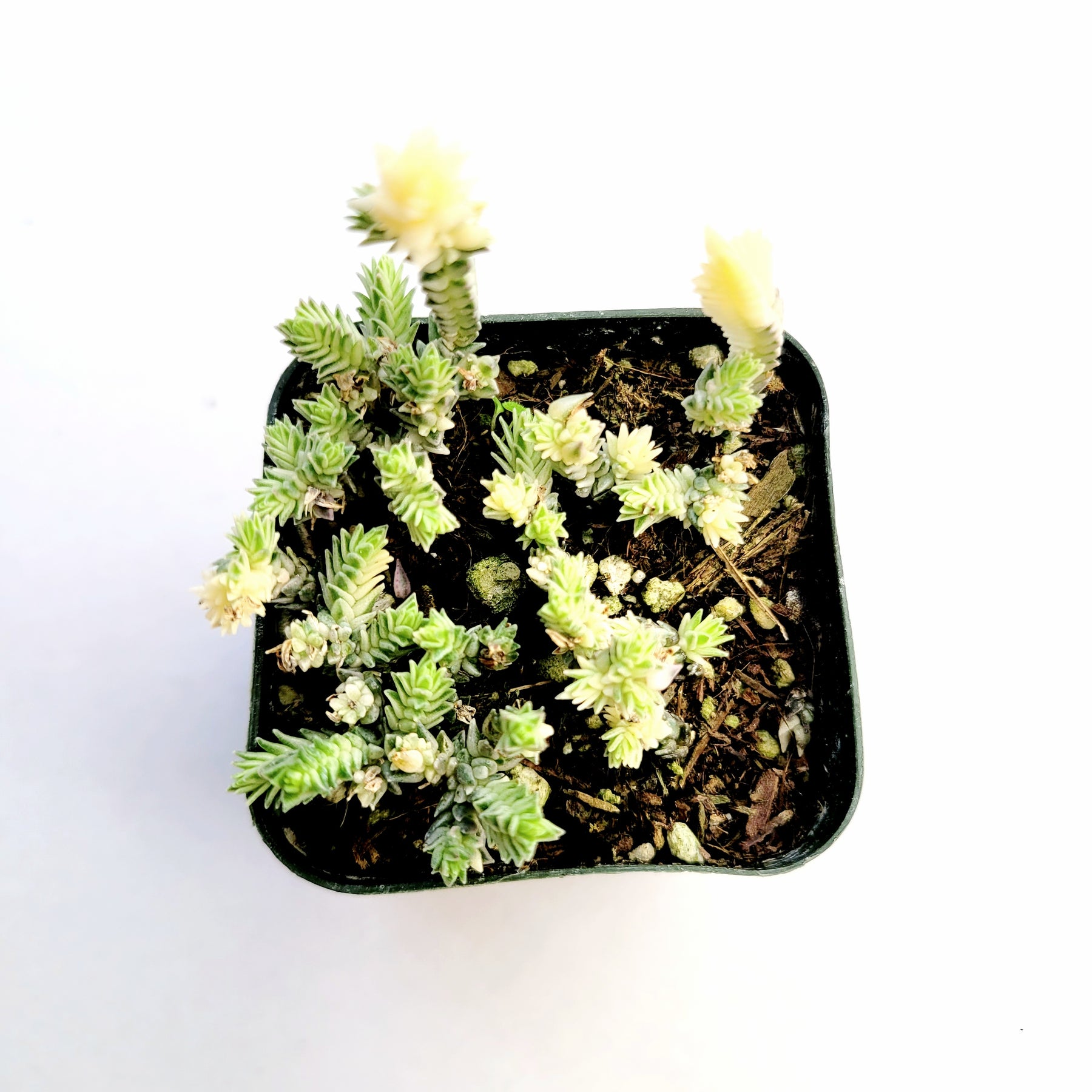 variegated watch chain succulent Crassula muscosa f. variegata 'Watch Chain'