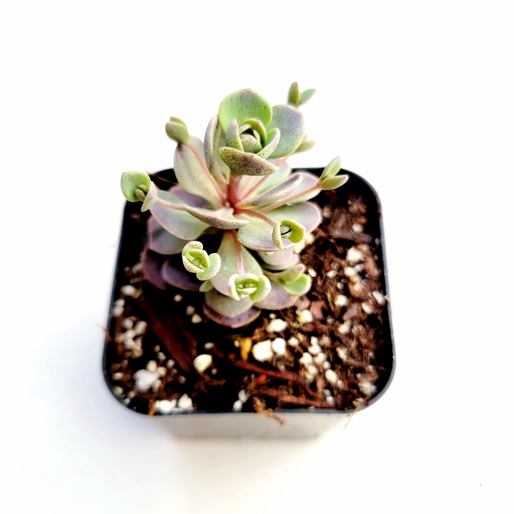 sedum blue elf succulent SunSparkler® Sedum 'Blue Elf' -