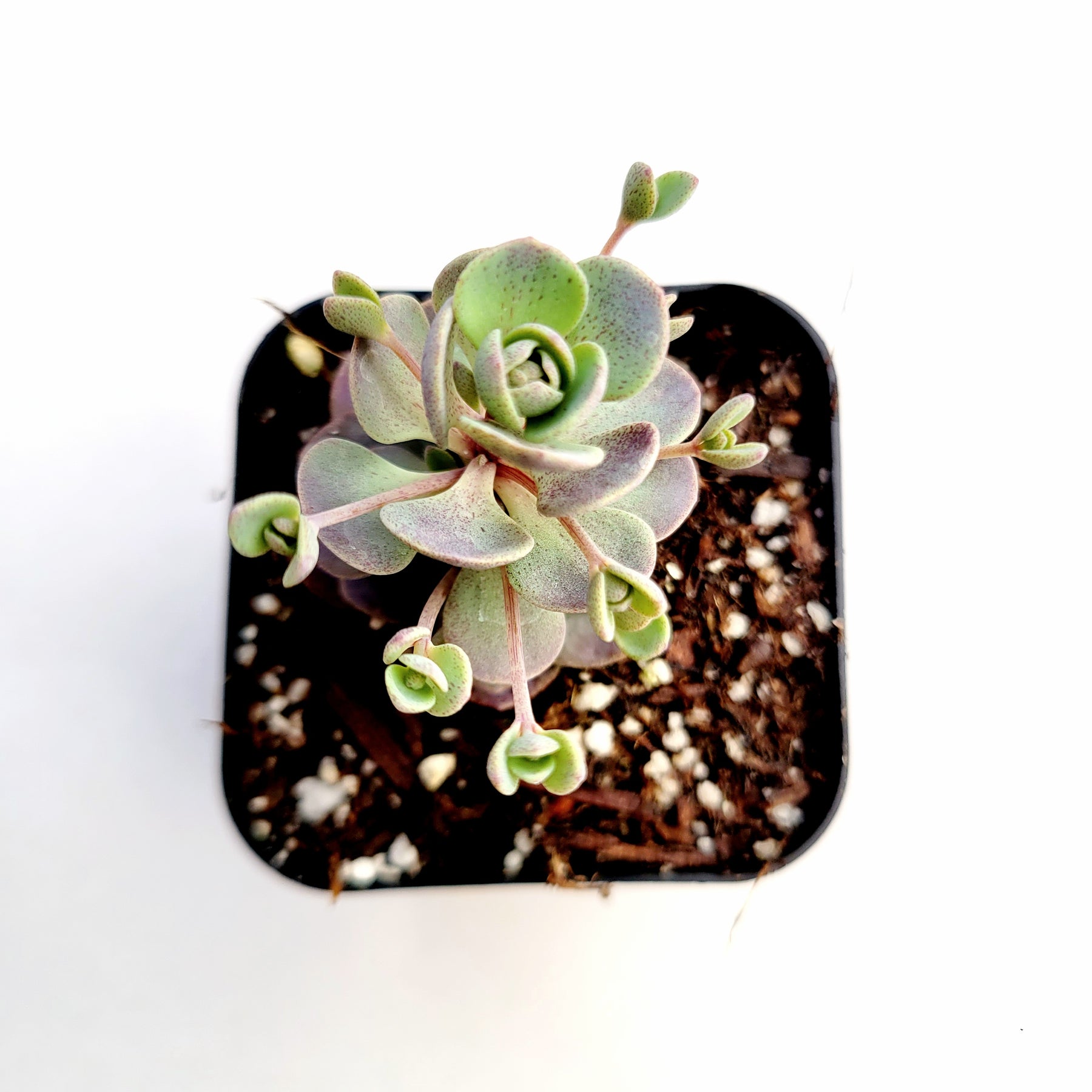 sedum blue elf succulent SunSparkler® Sedum 'Blue Elf' -