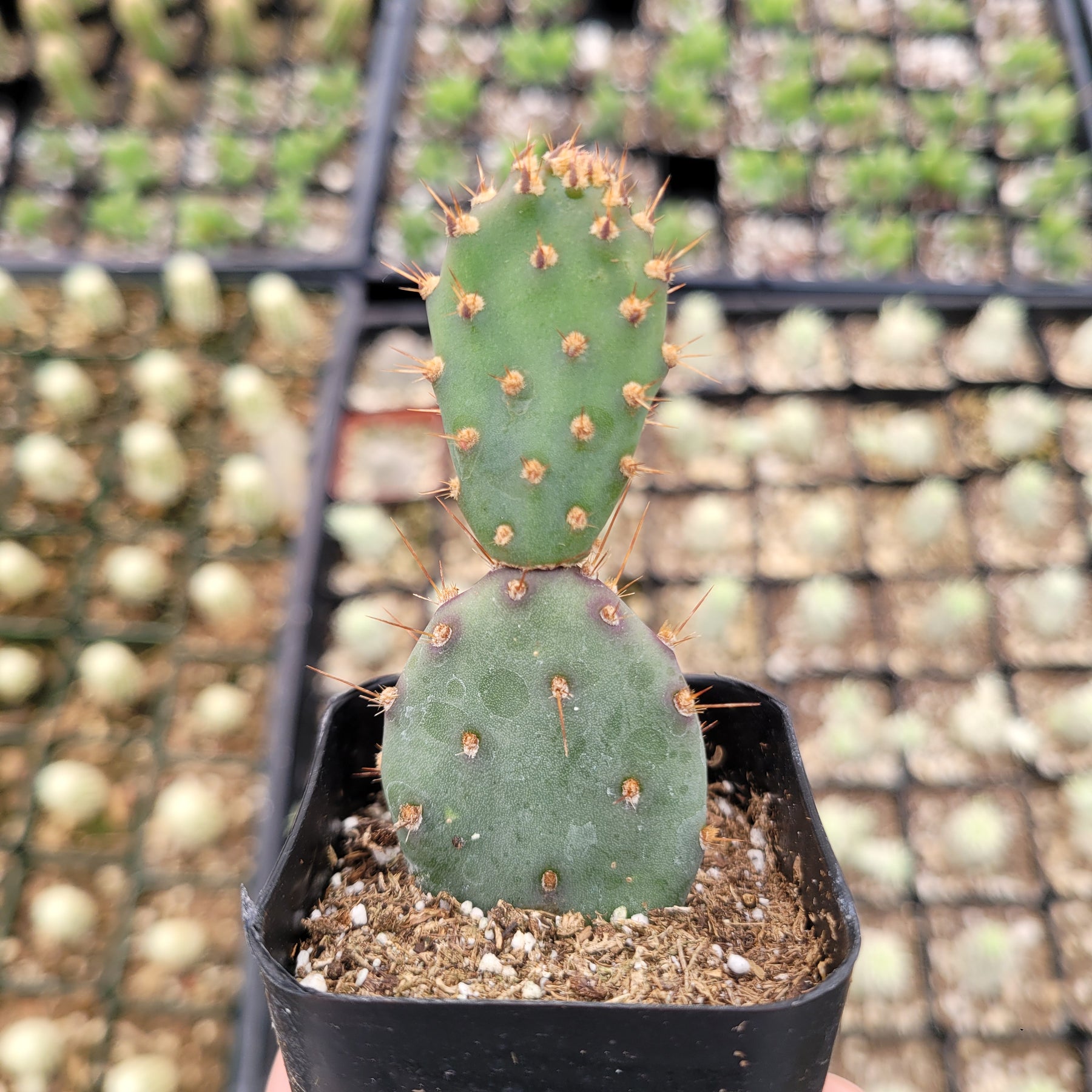 Santa Rita Purple Prickly Pear Cactus - Succulents Depot
