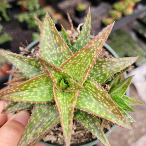 Gasteraloe 'Green Gold'