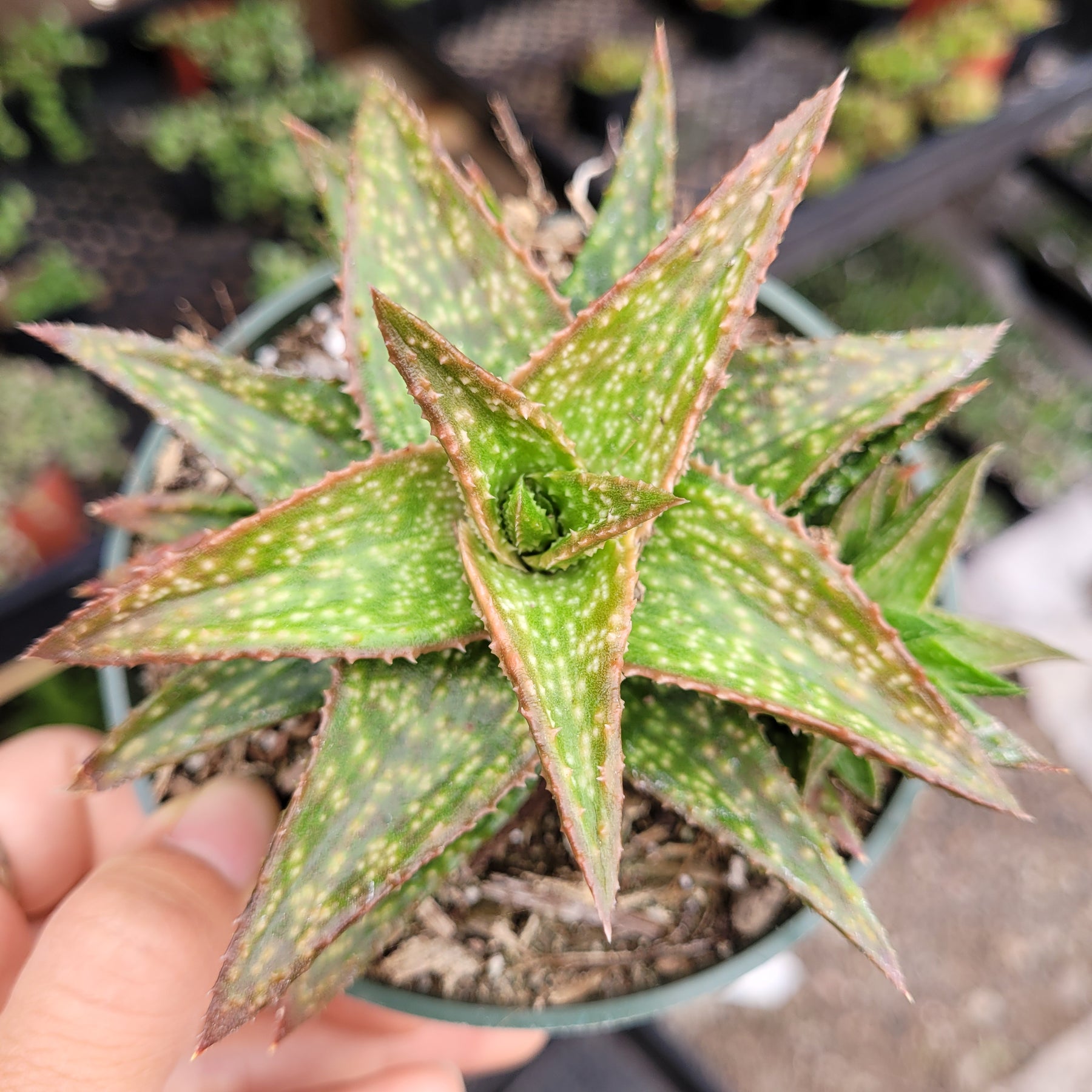 gold succulent plant Gasteraloe 'Green Gold' 4 Inch
