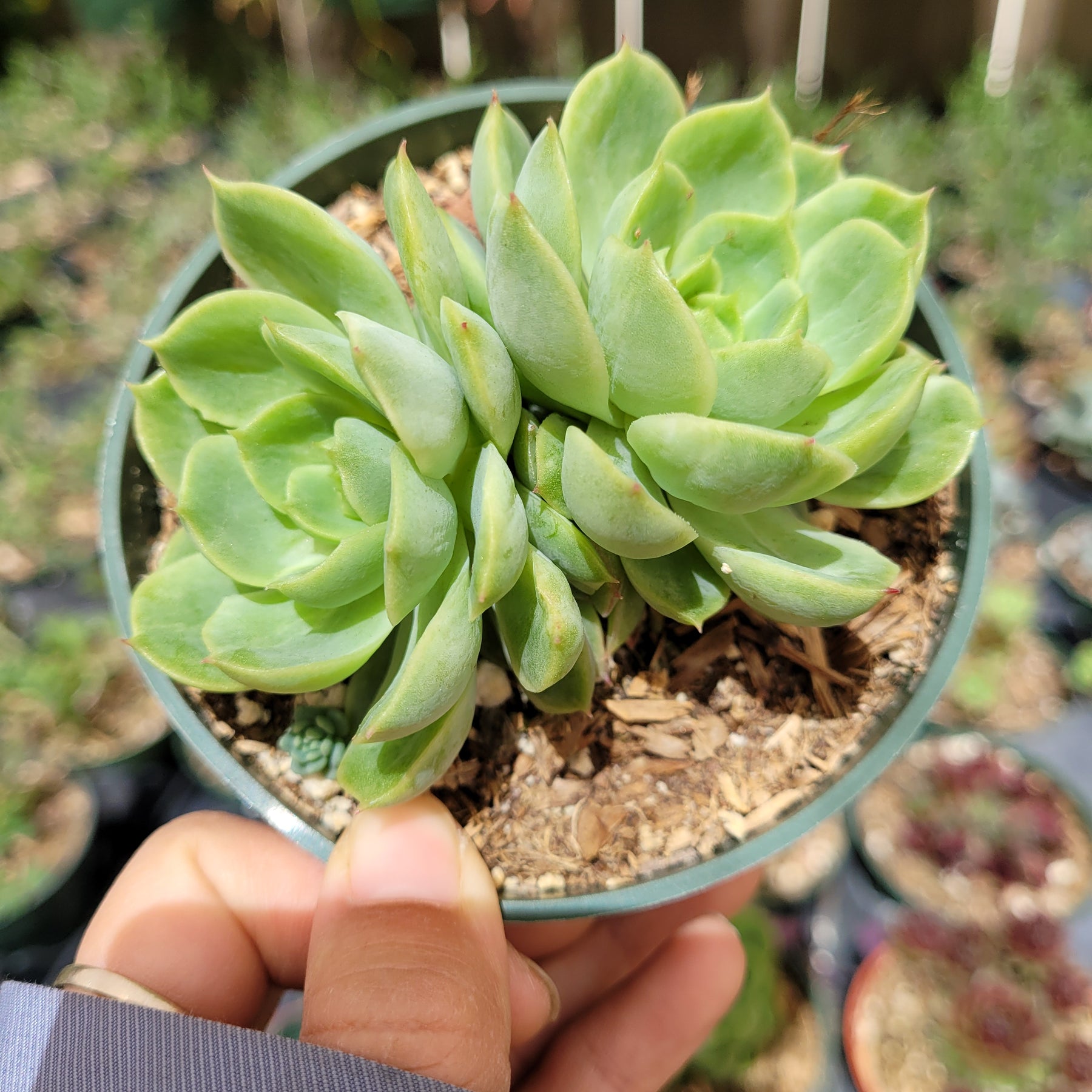 lime and chili succulent Echeveria 'Lime and Chili'