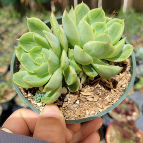 leafy succulent plant Echeveria 'Lime and Chili'