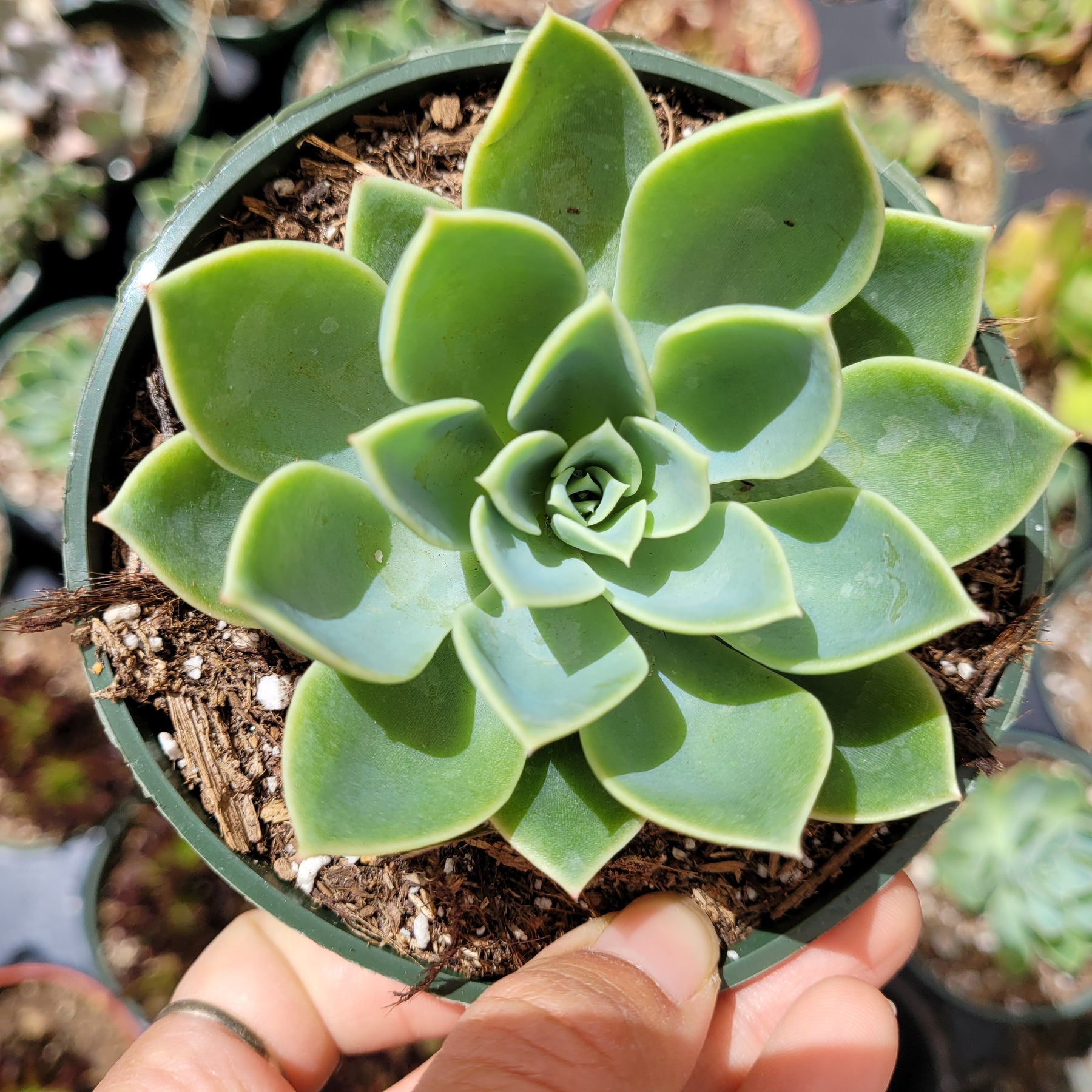 small rosette succulent Echeveria 'Pansy'