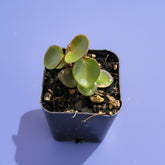 Peperomia 'Ruby Cascade' in pot, held by hand.