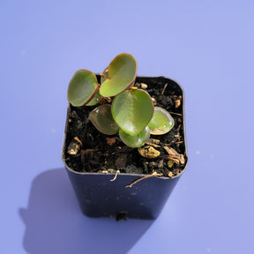 peperomia ruby cascade succulent plant Peperomia 'Ruby Cascade'
