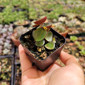 Peperomia 'Ruby Cascade'