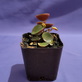 ruby cascade succulent Peperomia 'Ruby Cascade' 4 Inch