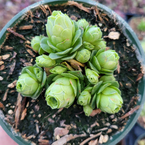 Greenovia dodrentalis Mountain Rose [Dormant in Summer]