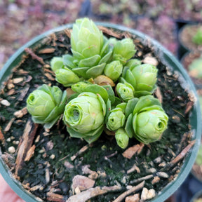 Greenovia dodrentalis Mountain Rose [Dormant in Summer]
