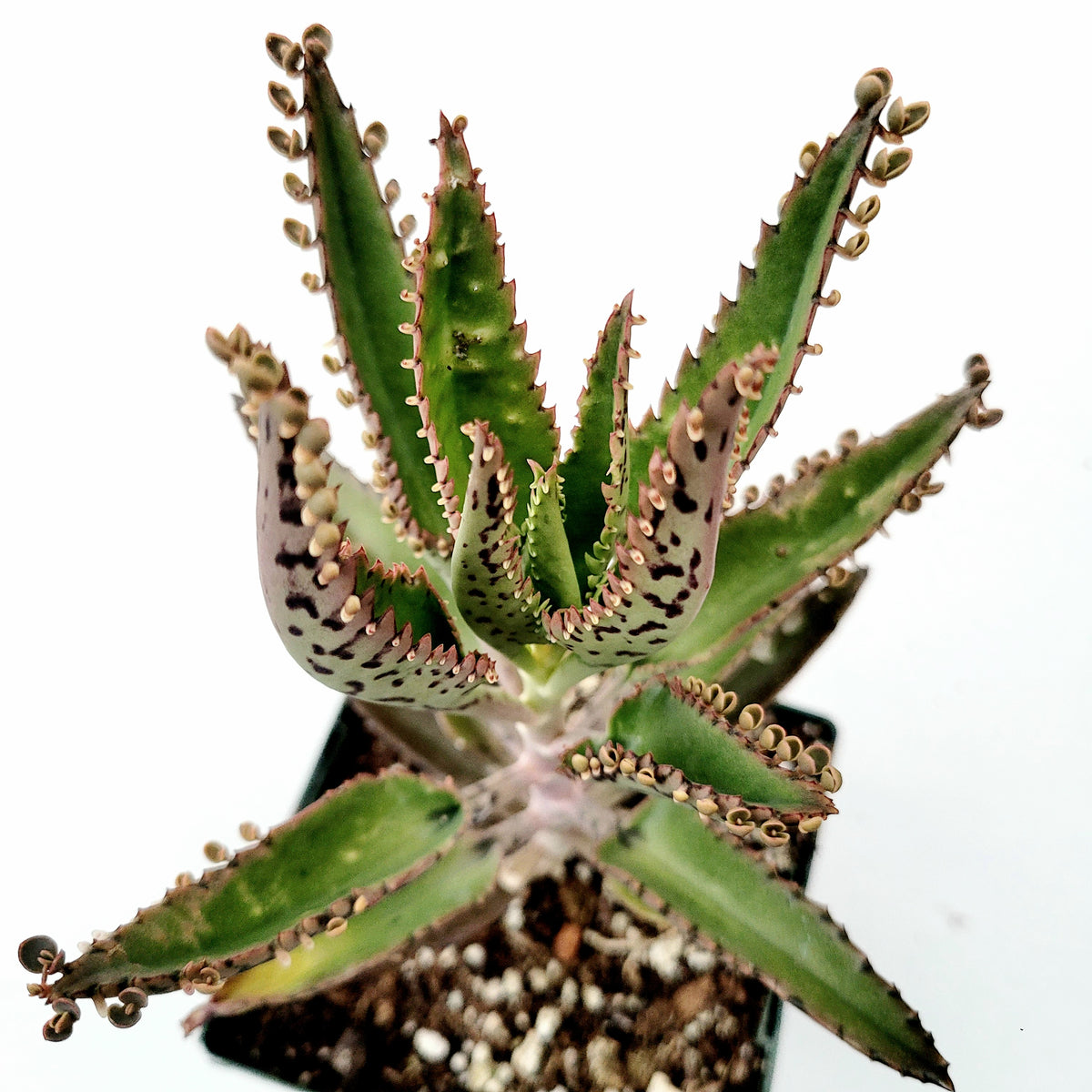 kalanchoe succulent for sale Kalanchoe tubiflora 'Mother of Millions' 8 Inch #A