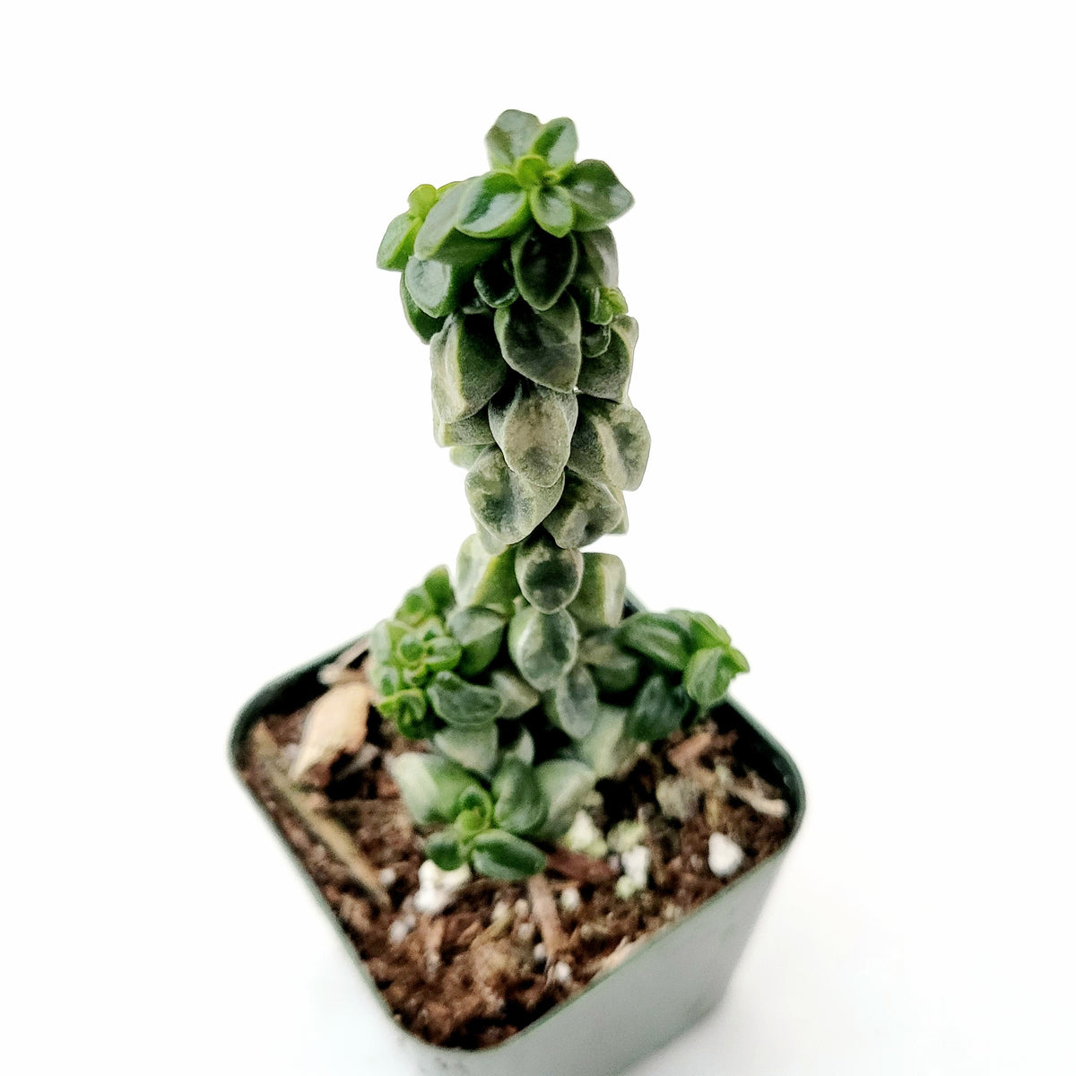 Peperomia columella (Columnar Peperomia)