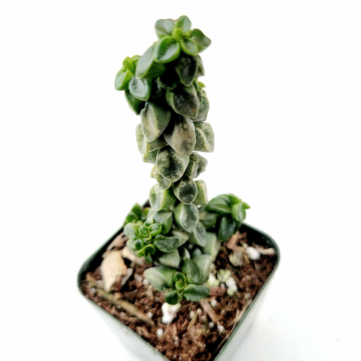 Peperomia columella (Columnar Peperomia)