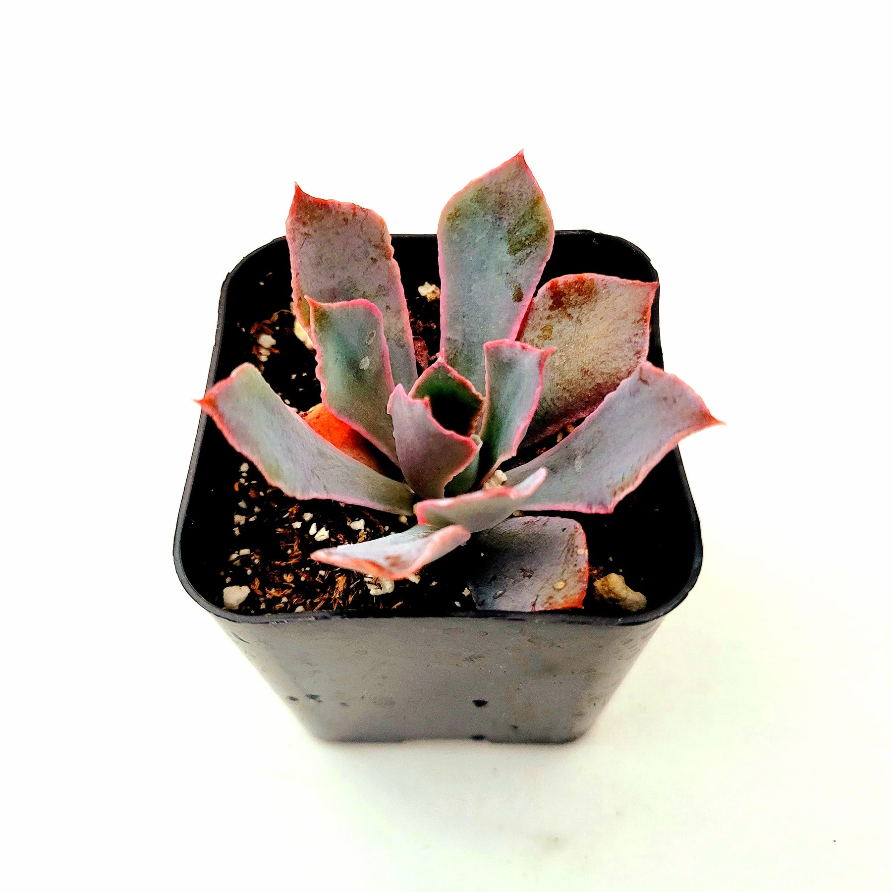 echeveria neon breaker succulent Echeveria 'Neon Breakers'