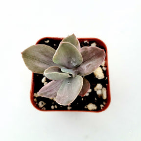 Echeveria 'Decora' Variegata
