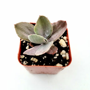 Echeveria 'Decora' Variegata