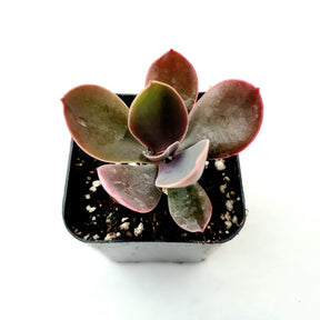 Echeveria gibbiflora ‘Metallica’