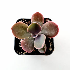 Echeveria gibbiflora ‘Metallica’