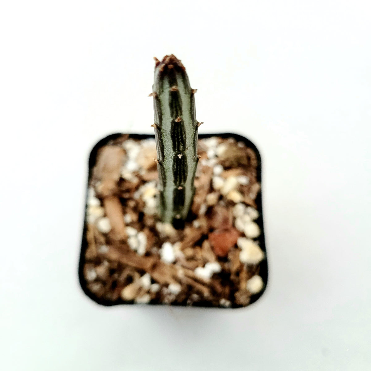 Senecio stapeliiformis Pickle Plant