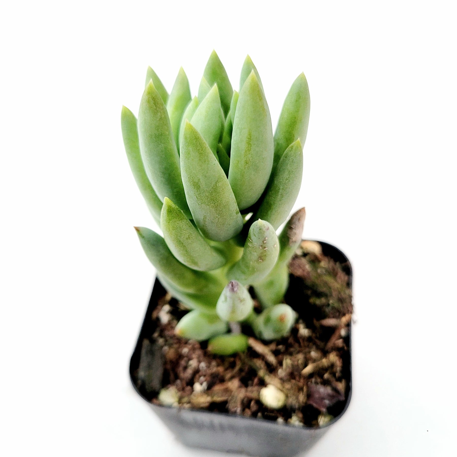 super donkey tail succulent Sedeveria 'Harry Butterfield'
