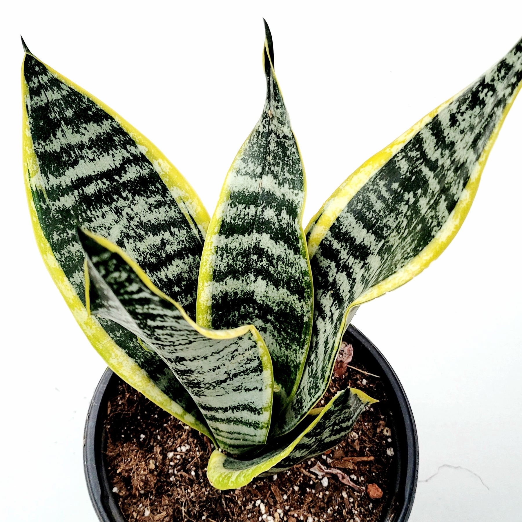 sansevieria suculenta Sansevieria 'Snake Plant'