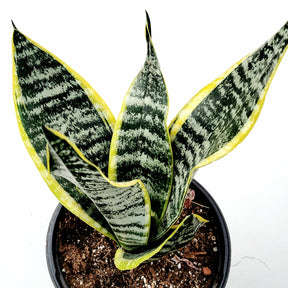 Sansevieria 'Snake Plant'