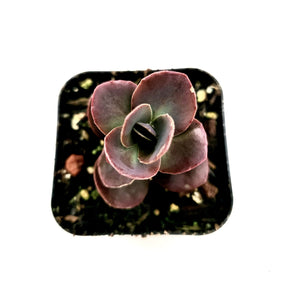 SunSparkler® Sedum 'Cherry Tart'