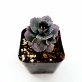 SunSparkler® Sedum 'Blue Pearl' - Succulents Depot
