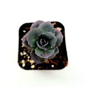 SunSparkler® Sedum 'Blue Pearl' - Succulents Depot