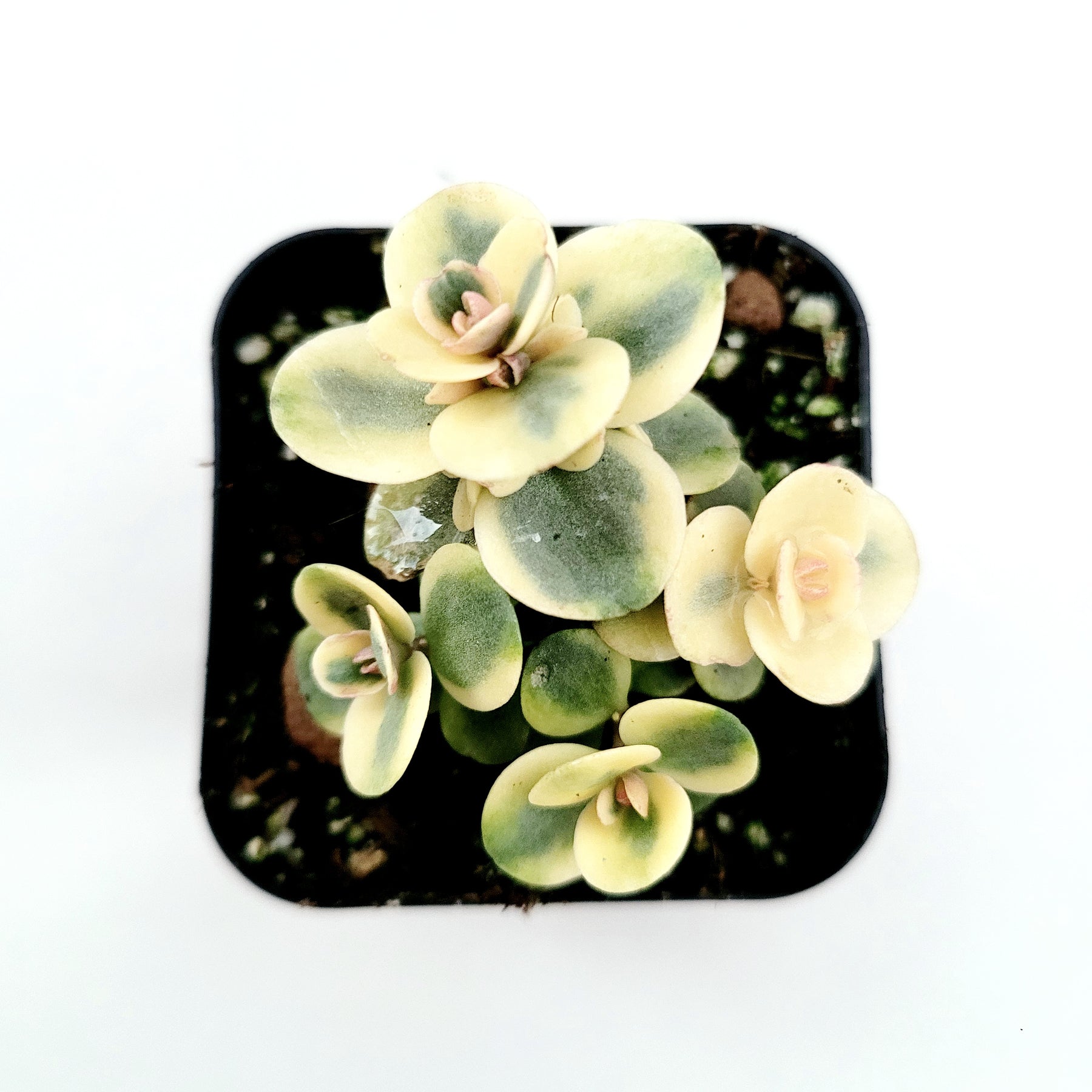 lime twister succulent SunSparkler® Sedum 'Lime Twister'