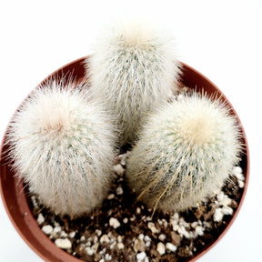 Cleistocactus tupizensis Cactus - Succulents Depot