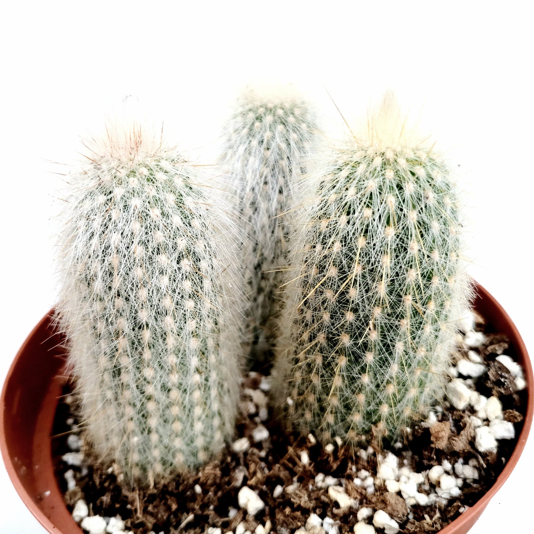 Cleistocactus tupizensis Cactus - Succulents Depot